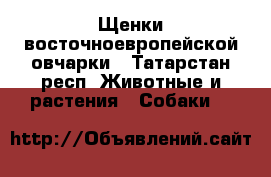 Щенки восточноевропейской овчарки - Татарстан респ. Животные и растения » Собаки   